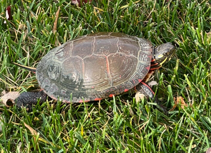 Turtle I saved off road(10/30)