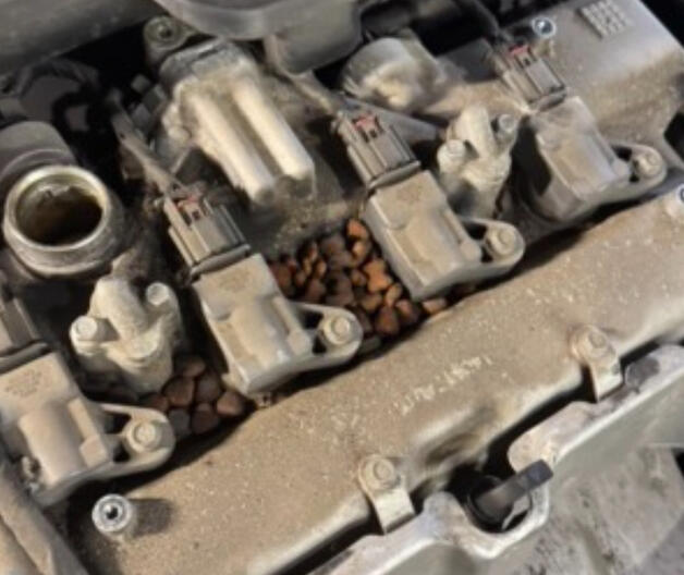 Dog Food in my engine (11/16)