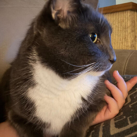 My baby laying on me (11/19)